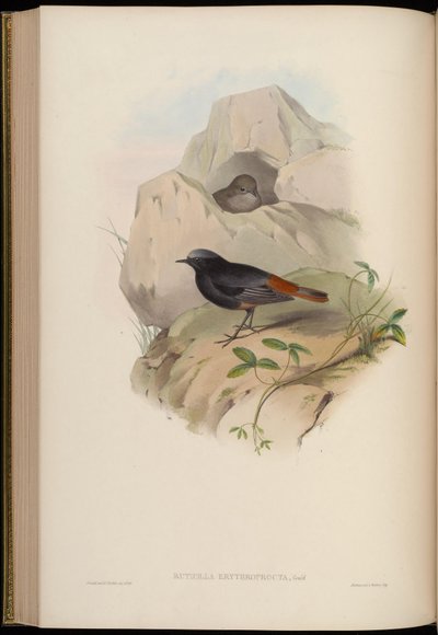 Ruticilla erythroprocta = Phoenicurus ochruros von John Gould